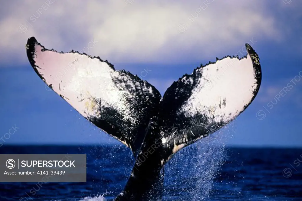 lob tailing, humpback whale, megaptera novaeangliae, vulnerable (iucn), silver bank, turks & caicos, caribbean sea, atlantic ocean date: 22.07.08 ref: zb777_117105_0007 compulsory credit: oceans-image/photoshot 