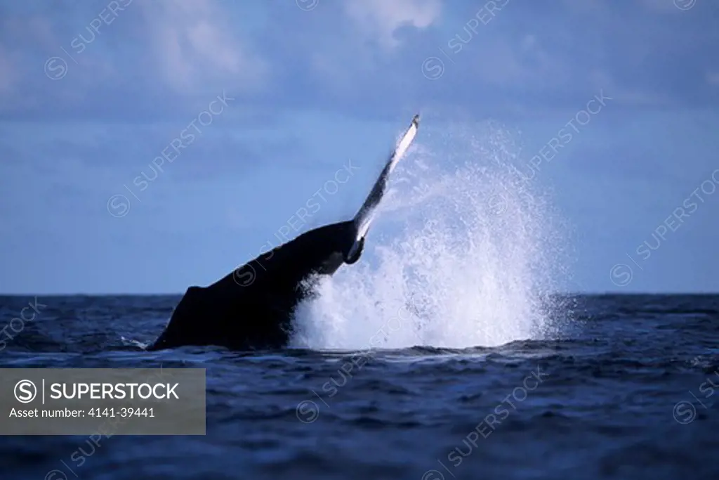 lob tailing, humpback whale, megaptera novaeangliae, vulnerable (iucn), silver bank, turks & caicos, caribbean sea, atlantic ocean date: 22.07.08 ref: zb777_117105_0009 compulsory credit: oceans-image/photoshot 