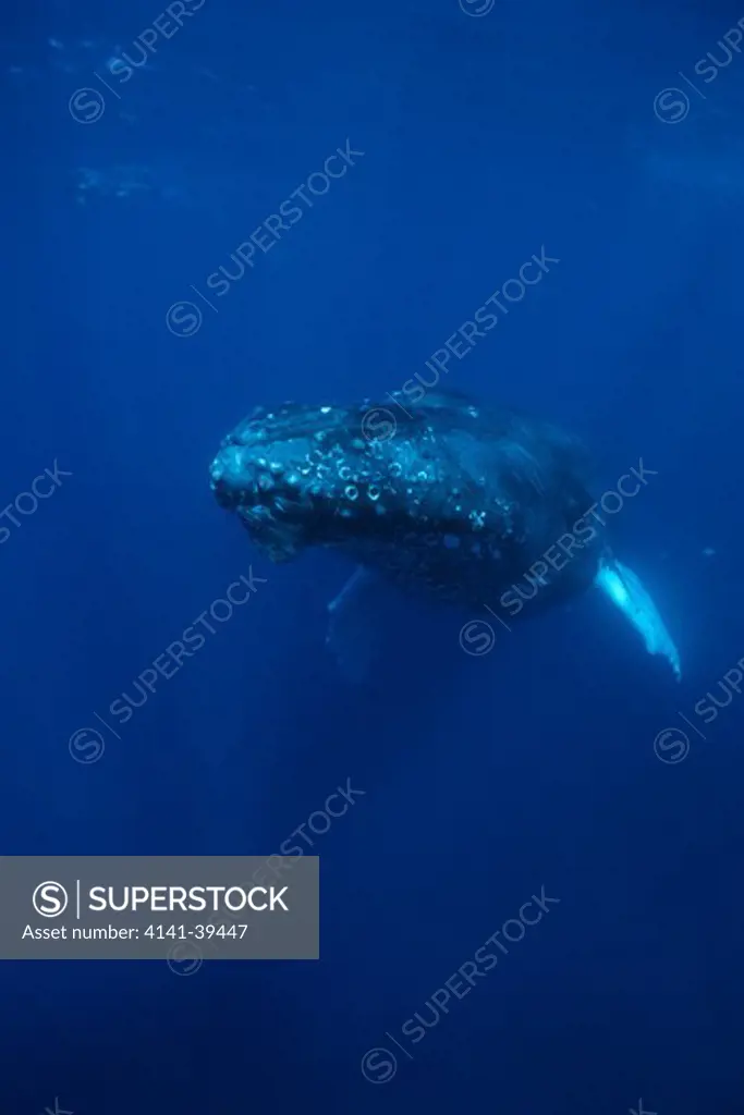 humpback whale, megaptera novaeangliae, vulnerable (iucn), silver bank, turks & caicos, caribbean sea, atlantic ocean date: 22.07.08 ref: zb777_117105_0015 compulsory credit: oceans-image/photoshot 