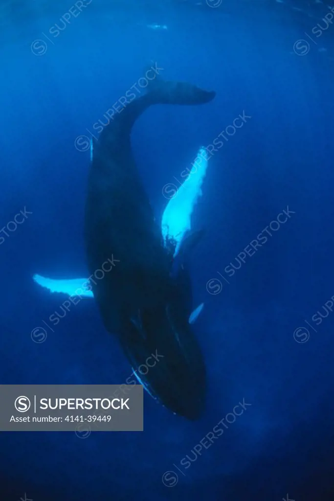 humpback whale, megaptera novaeangliae, vulnerable (iucn), silver bank, turks & caicos, caribbean sea, atlantic ocean date: 22.07.08 ref: zb777_117105_0017 compulsory credit: oceans-image/photoshot 
