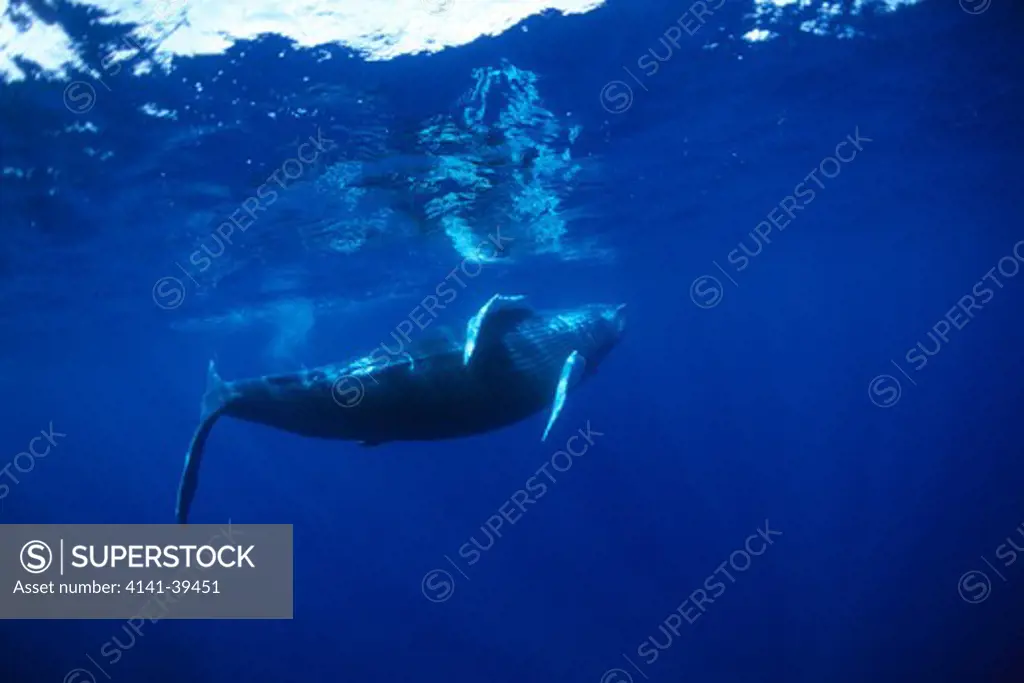 humpback whale, megaptera novaeangliae, vulnerable (iucn), silver bank, turks & caicos, caribbean sea, atlantic ocean date: 22.07.08 ref: zb777_117105_0019 compulsory credit: oceans-image/photoshot 