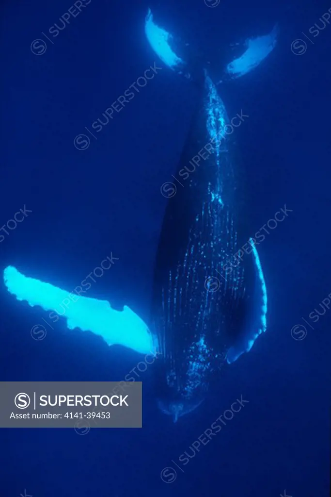 singing humpback whale, megaptera novaeangliae, vulnerable (iucn), silver bank, turks & caicos, caribbean sea, atlantic ocean date: 22.07.08 ref: zb777_117105_0021 compulsory credit: oceans-image/photoshot 