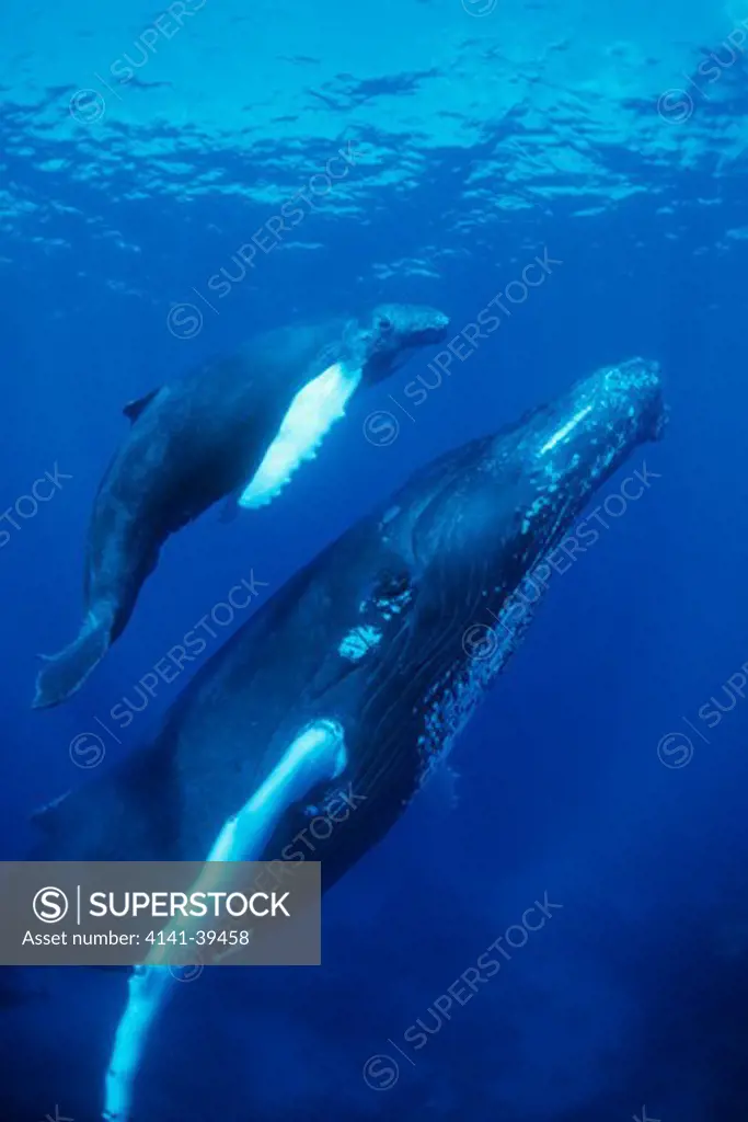 humpback whale, megaptera novaeangliae, mother and calf, vulnerable (iucn), silver bank, turks & caicos, caribbean sea, atlantic ocean date: 22.07.08 ref: zb777_117105_0026 compulsory credit: oceans-image/photoshot 