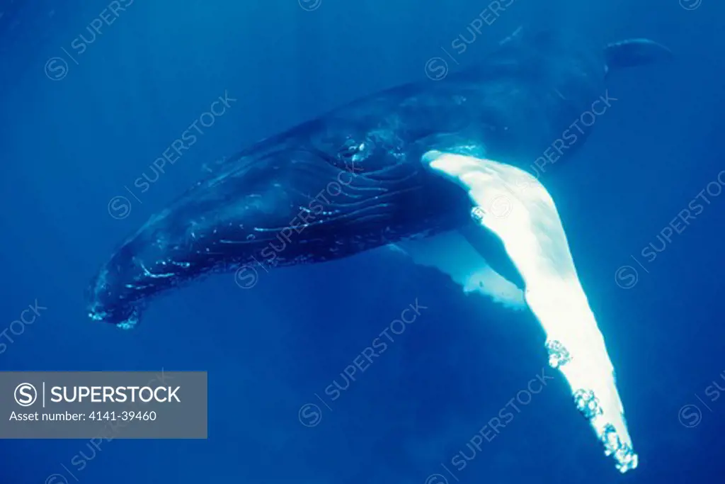 humpback whale, megaptera novaeangliae, vulnerable (iucn), silver bank, turks & caicos, caribbean sea, atlantic ocean date: 22.07.08 ref: zb777_117105_0028 compulsory credit: oceans-image/photoshot 