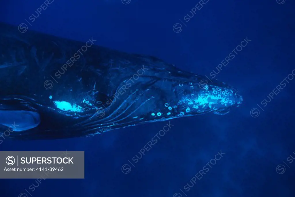 humpback whale, megaptera novaeangliae, vulnerable (iucn), silver bank, turks & caicos, caribbean sea, atlantic ocean date: 22.07.08 ref: zb777_117105_0030 compulsory credit: oceans-image/photoshot 