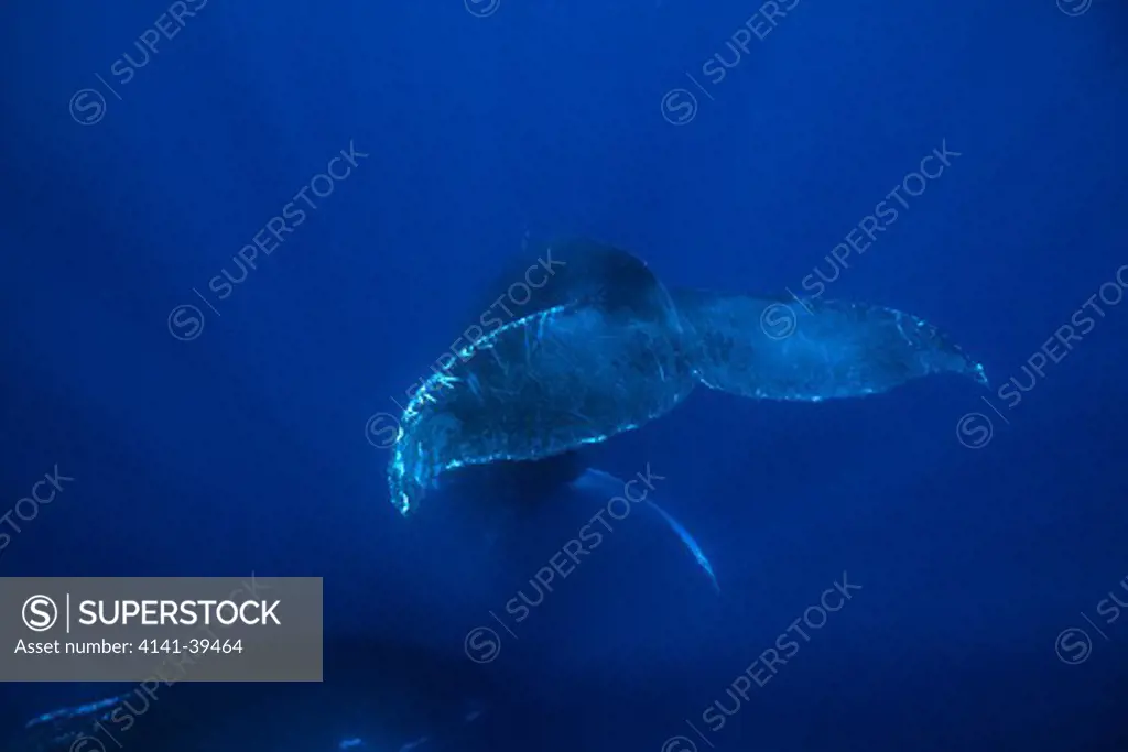 tail of humpback whale, megaptera novaeangliae, vulnerable (iucn), silver bank, turks & caicos, caribbean sea, atlantic ocean date: 22.07.08 ref: zb777_117105_0032 compulsory credit: oceans-image/photoshot 