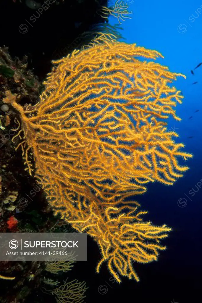 yellow seafan, eunicella cavolini, vis island, croatia, adriatic sea, mediterranean date: 22.07.08 ref: zb777_117110_0001 compulsory credit: oceans-image/photoshot 