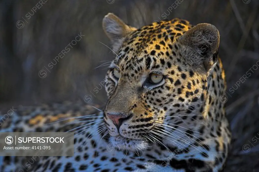 african leopard panthera pardus south africa.