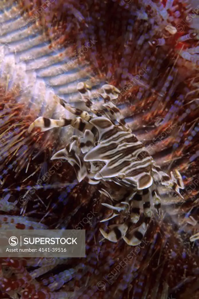 zebra crab, zebrida adamsii on fire urchin, komodo archipelago islands, komodo national park, indonesia, pacific ocean date: 23.07.08 ref: zb777_117122_0028 compulsory credit: oceans-image/photoshot 