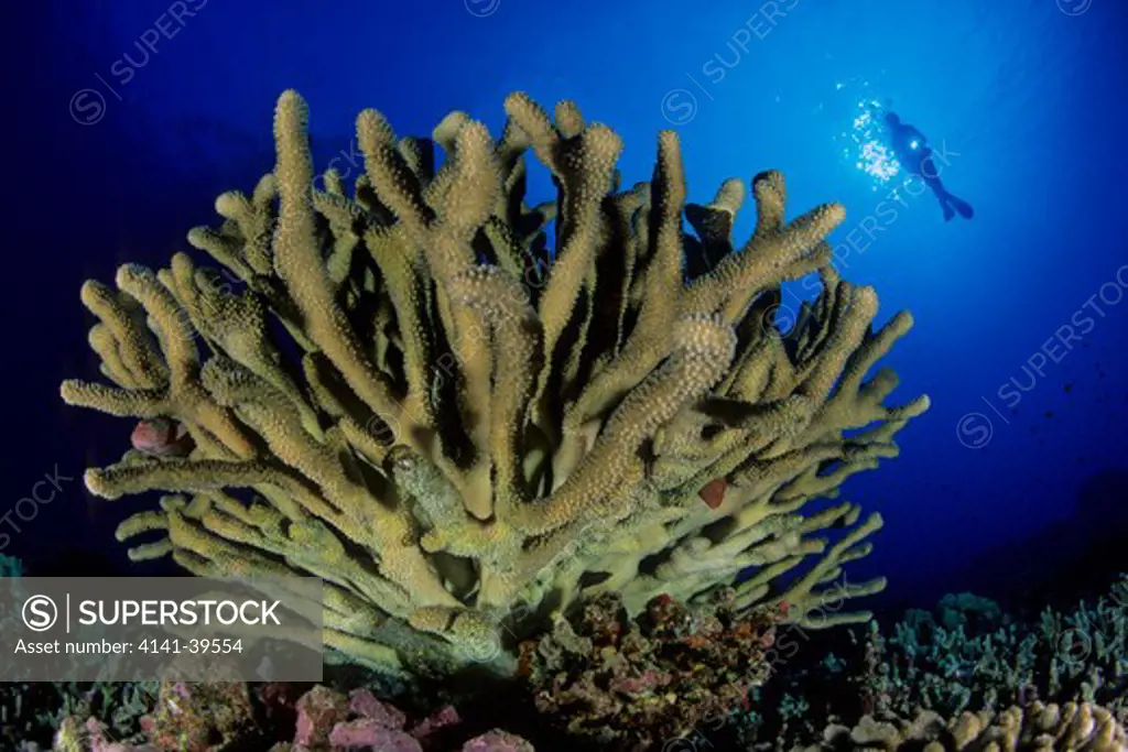 scuba diver and antler coral, pocillopora eydouxi, kona, big island, hawaii, pacific ocean date: 23.07.08 ref: zb777_117125_0003 compulsory credit: oceans-image/photoshot 