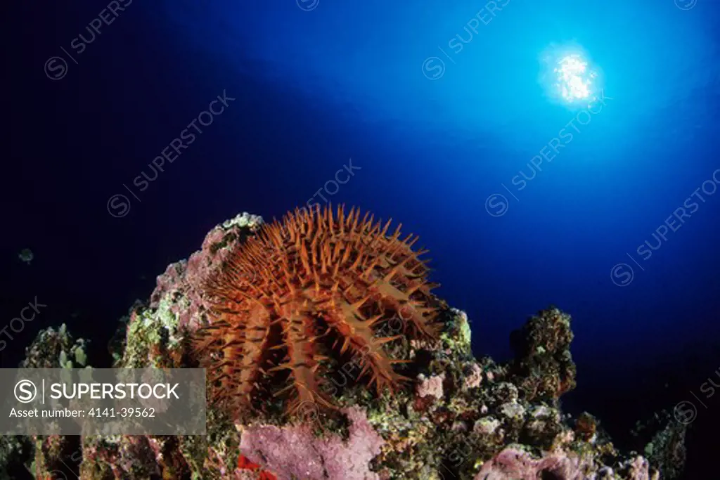 crown-of-thorns, acanthaster planci, kona, big island, hawaii, pacific ocean date: 23.07.08 ref: zb777_117125_0011 compulsory credit: oceans-image/photoshot 