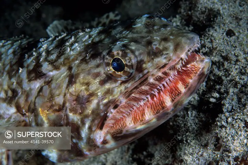 reef lizardfish, synodus variegatus, kona, big island, hawaii, pacific ocean date: 23.07.08 ref: zb777_117125_0019 compulsory credit: oceans-image/photoshot 