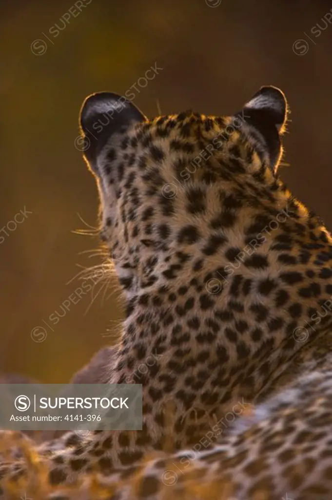 african leopard panthera pardus showing white ear spots south africa.