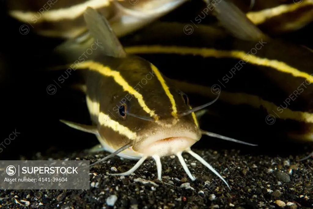 striped catfish, plotosus lineatus, lembeh strait, north sulawesi, indonesia, pacific ocean date: 23.07.08 ref: zb777_117149_0006 compulsory credit: oceans-image/photoshot 