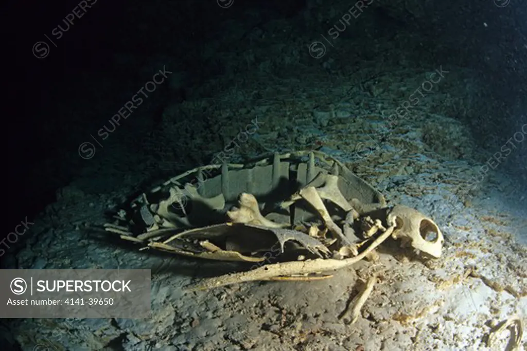 turtle skeleton inside temple of doom cave, palau (belau), micronesia, pacific ocean date: 23.07.08 ref: zb777_117155_0018 compulsory credit: oceans-image/photoshot 