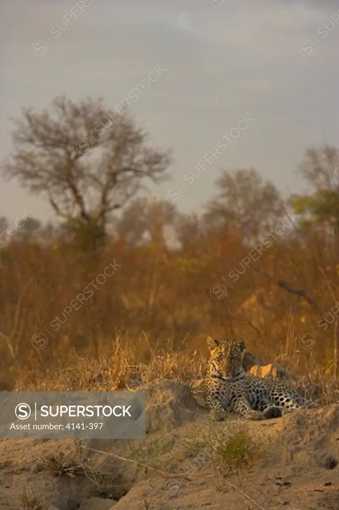 african leopard panthera pardus on termite mound at sunrise south africa.