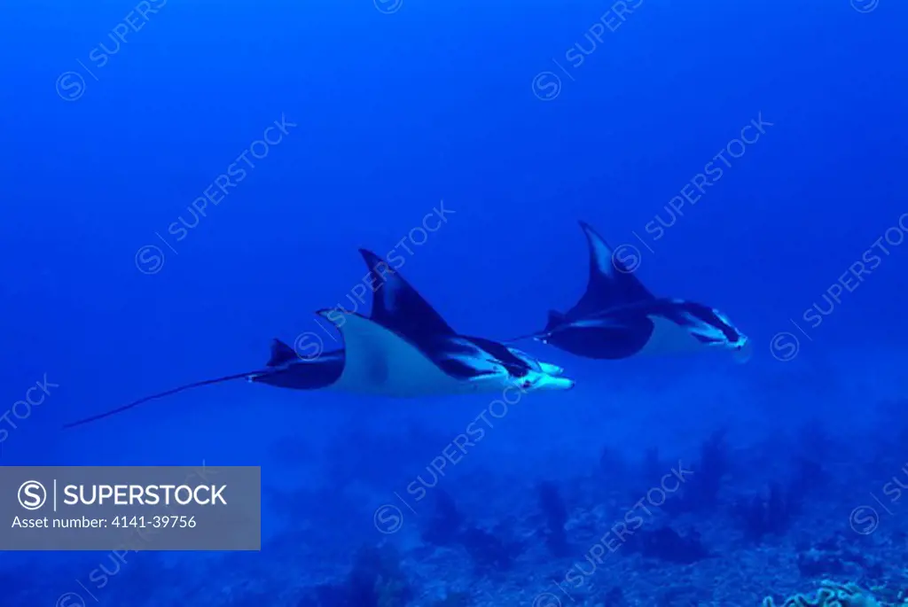 manta rays manta birostris great barrier reef, australia date: 28.10.2008 ref: zb783_123032_0026 compulsory credit: oceans-image/photoshot 