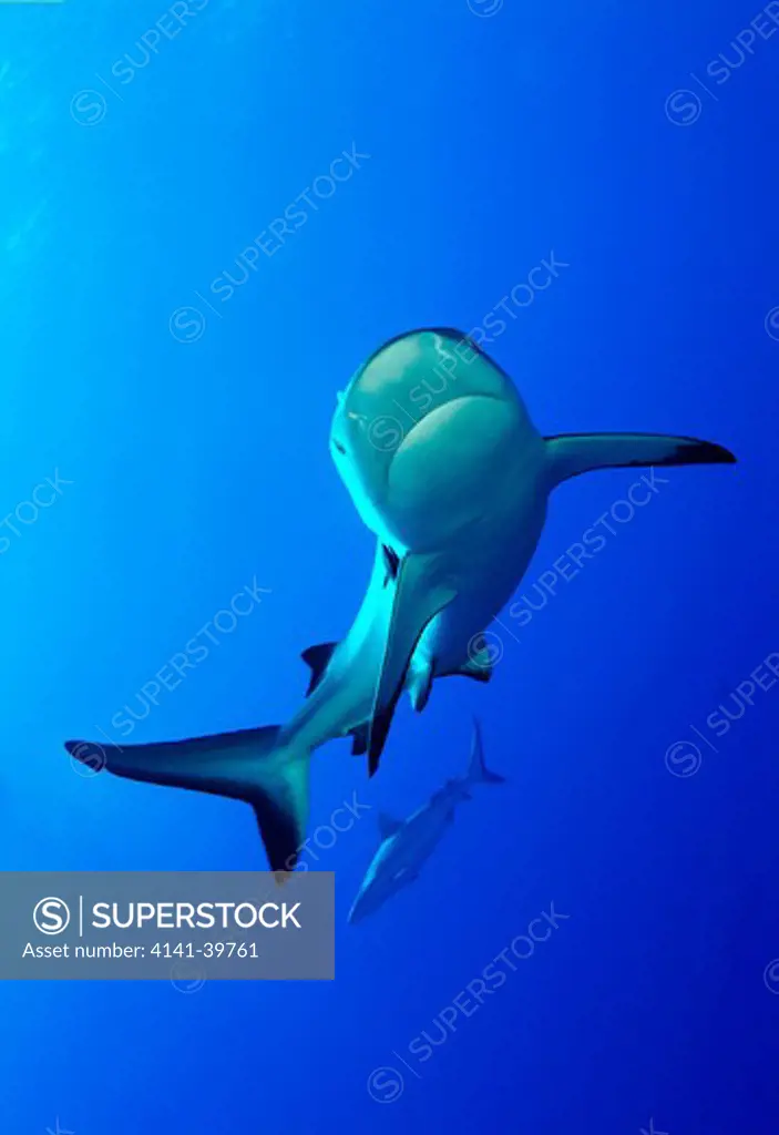 grey reef shark carcharhinus amblyrhynchos great barrier reef, australia date: 28.10.2008 ref: zb783_123032_0031 compulsory credit: oceans-image/photoshot 