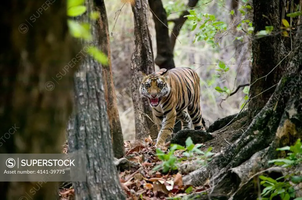 bengal tiger (panthera tigris) walking and calling to mother , in sal forest bandhavagarh national park india date: 30.10.2008 ref: zb799_123278_0006 compulsory credit: woodfall wild images/photoshot 