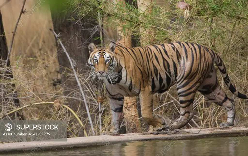 bengal tiger (panthera tigris) walking by water bandhavagarh national park india date: 30.10.2008 ref: zb799_123278_0010 compulsory credit: woodfall wild images/photoshot 