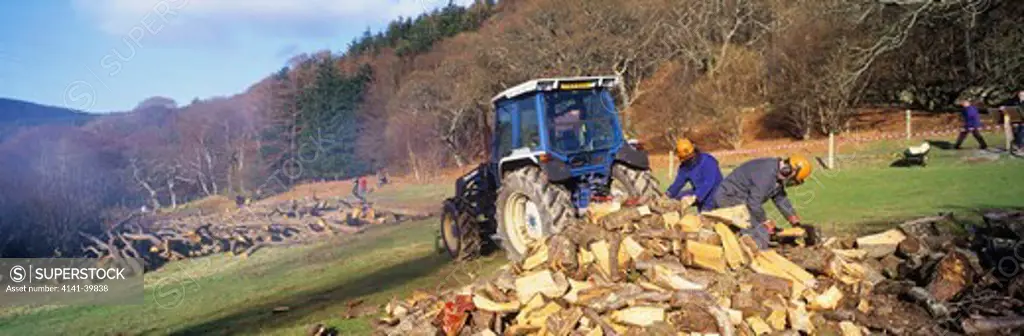 splitting alder cobs for charcoal burning sustainable woodland management coedydd aber national nature reserve wales date: 15.12.2008 ref: zb799_126302_0042 compulsory credit: woodfall wild images/photoshot 