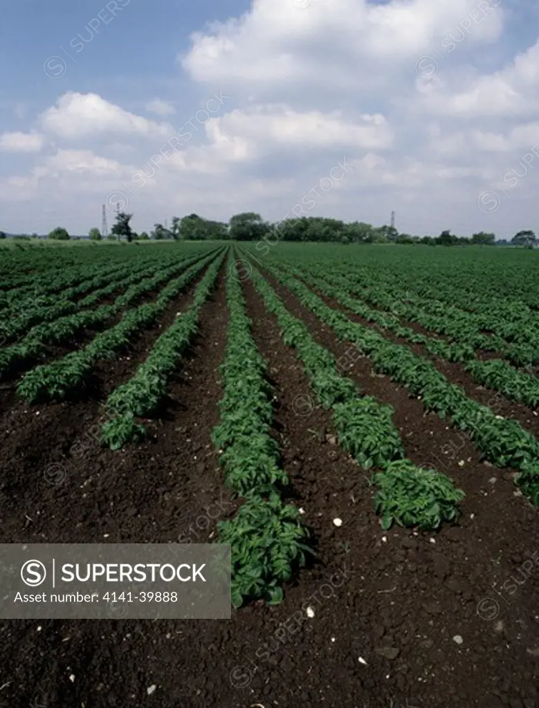 potato crop on grade one agricultural land, lancashire, north west england.