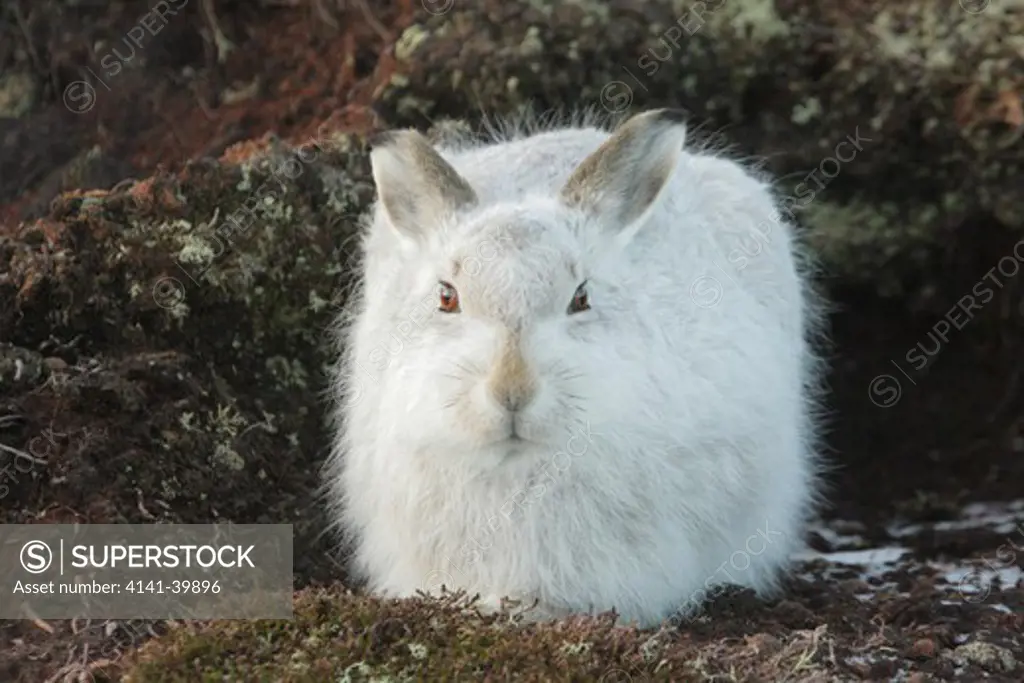 mountain hare, lepus timidus, winter coat, on moor, strathdearn, highland, scotland, uk. dec. 
