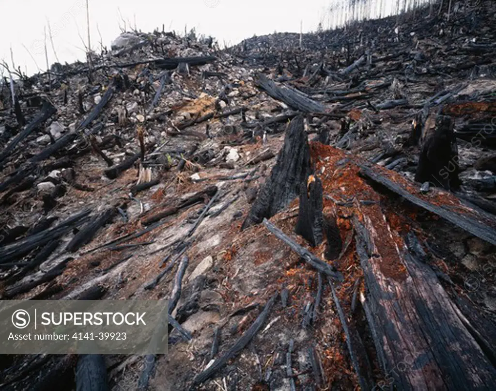 old-growth rainforest destroyed by logging.ne highlands tasmania, australia date: 17.07.08 ref: zb803_116836_0010 compulsory credit: woodfall wild images/photoshot 