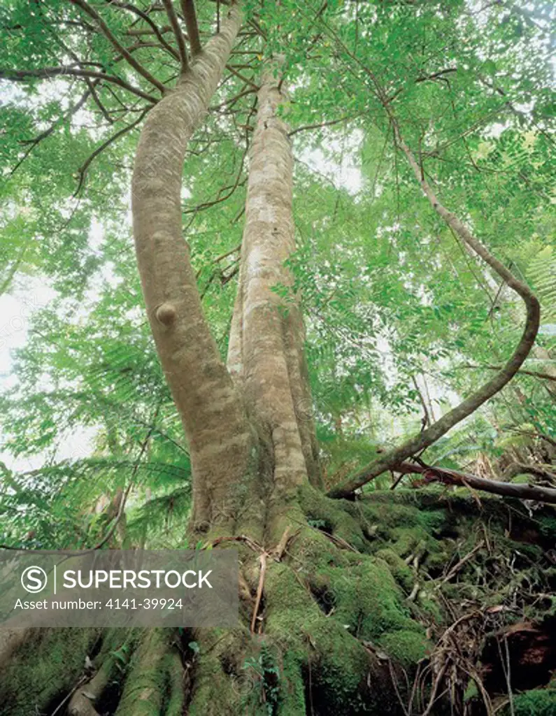sassafras tree (atherosperma moschatum) since destroyed by logging. (see after photo). ne highlands tasmania, australia image 1 of 2 date: 17.07.08 ref: zb803_116836_0011 compulsory credit: woodfall wild images/photoshot 