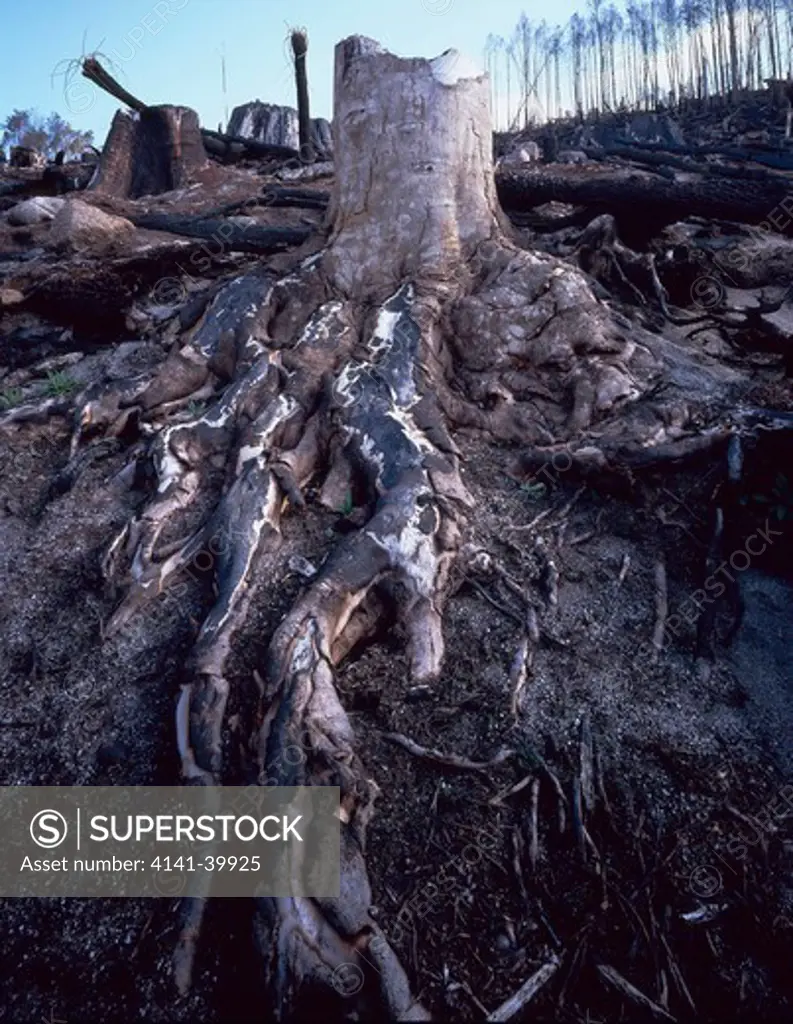 sassafras tree (atherosperma moschatum) destroyed by logging. (see before photo). ne highlands tasmania, australia image 2 of 2 date: 17.07.08 ref: zb803_116836_0012 compulsory credit: woodfall wild images/photoshot 