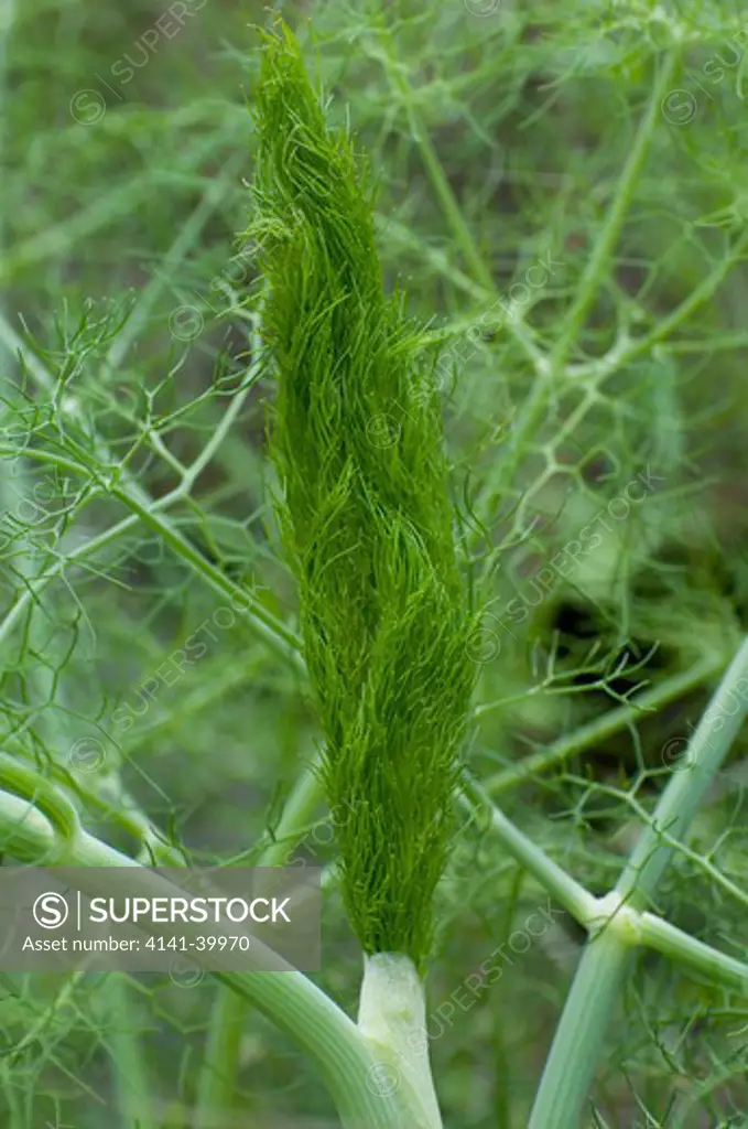 fennel shoot, foeniculum vulgare, britain, europe