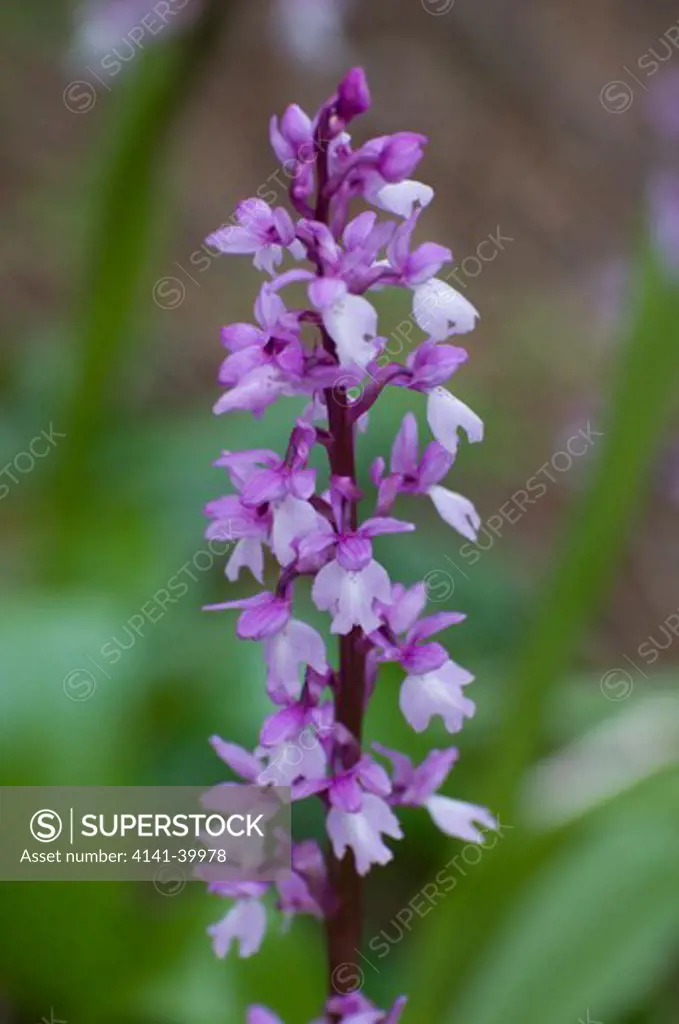 canary islands purple orchid orchis canariensis