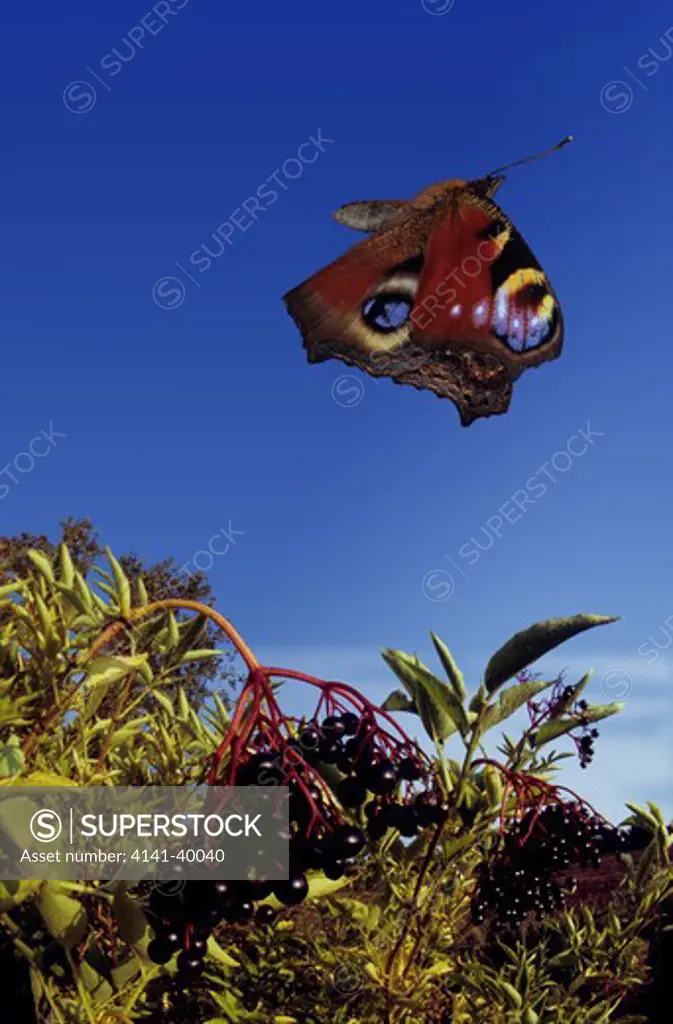 peacock butterfly (inachis io) composite image based on high-speed photograph and extreme wide-angle techniques 
