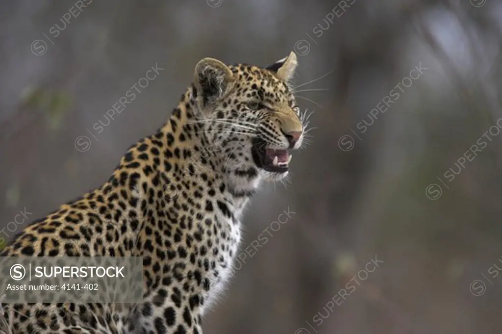 african leopard panthera pardus flehmen expression south africa.
