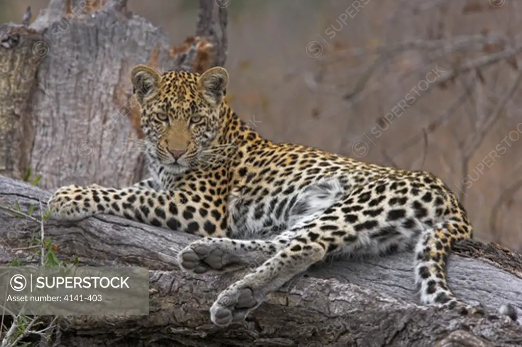 african leopard on log panthera pardus south africa.