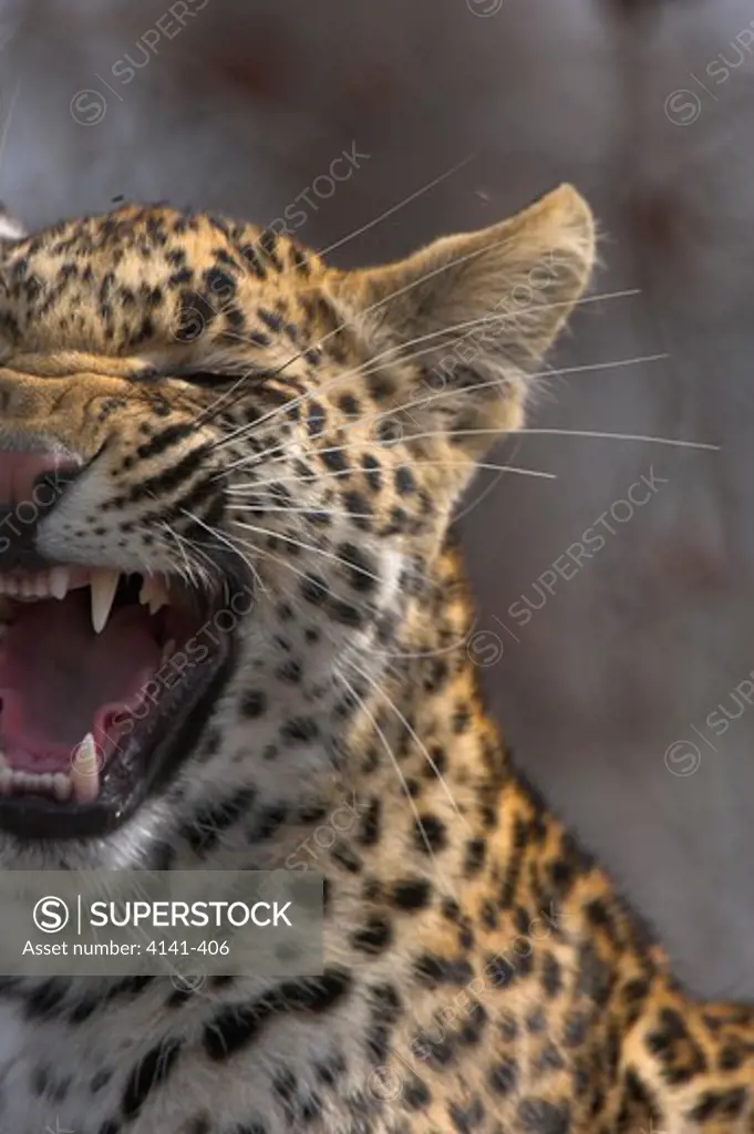 african leopard snarling panthera pardus south africa.