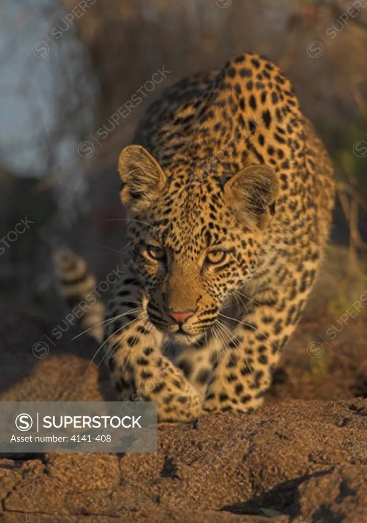 african leopard stalking panthera pardus south africa.