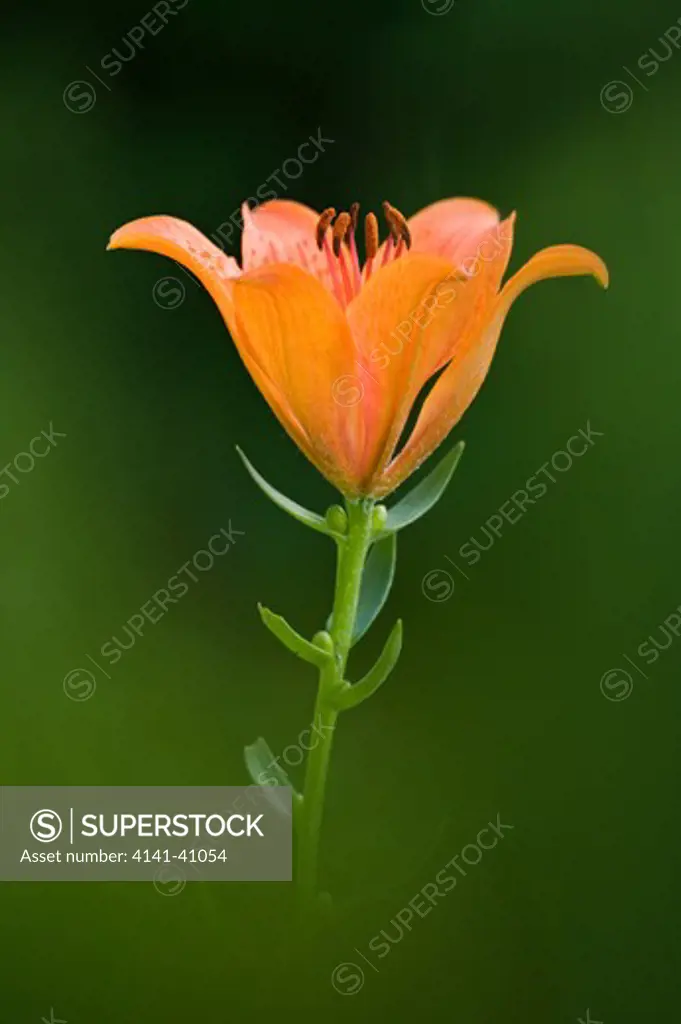 orange lily (lilium bulbiferum) julian alps, slovenia date: 06.11.2008 ref: zb812_123820_0031 compulsory credit: nhpa/photoshot