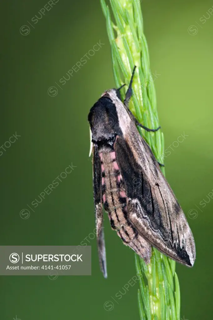 privet hawk-moth (sphinx ligustri) triglav national park, slovenia date: 06.11.2008 ref: zb812_123820_0034 compulsory credit: nhpa/photoshot