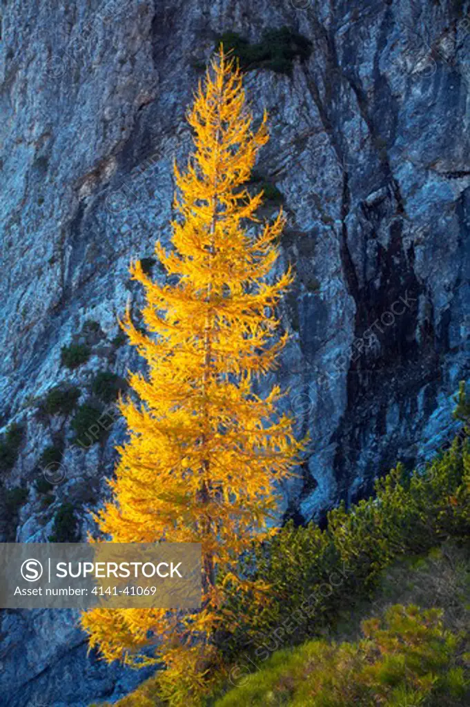 larch tree (larix decidua = europaea) mangrt pass, triglav national park, gorenjska, slovenia date: 06.11.2008 ref: zb812_123820_0046 compulsory credit: nhpa/photoshot