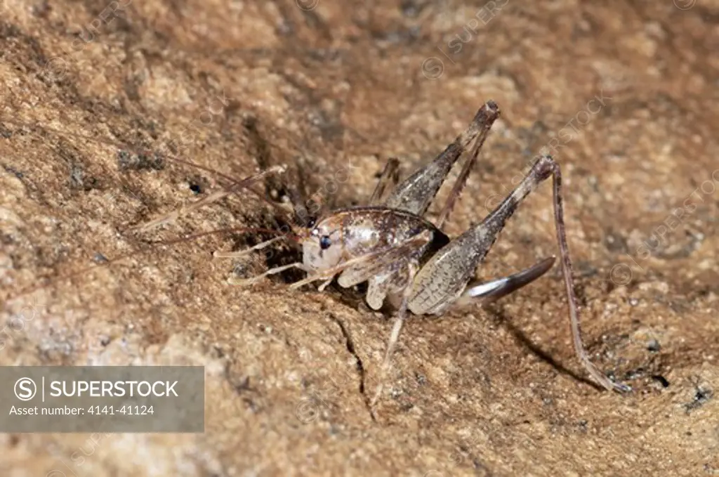 cave cricket (troglophilus cavernicole) krizna jama karst cave system, loska dolina, slovenia date: 06.11.2008 ref: zb812_123820_0101 compulsory credit: nhpa/photoshot