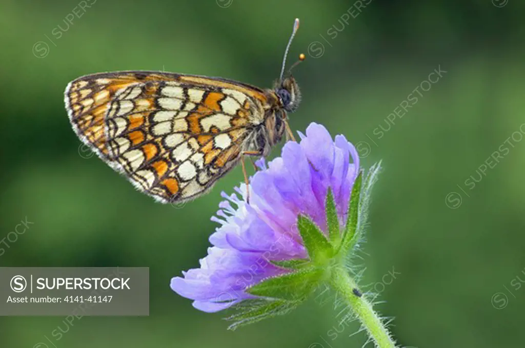 heath fritillary (mellicta athalia) on scabious, gorenjska, slovenia date: 06.11.2008 ref: zb812_123820_0124 compulsory credit: nhpa/photoshot