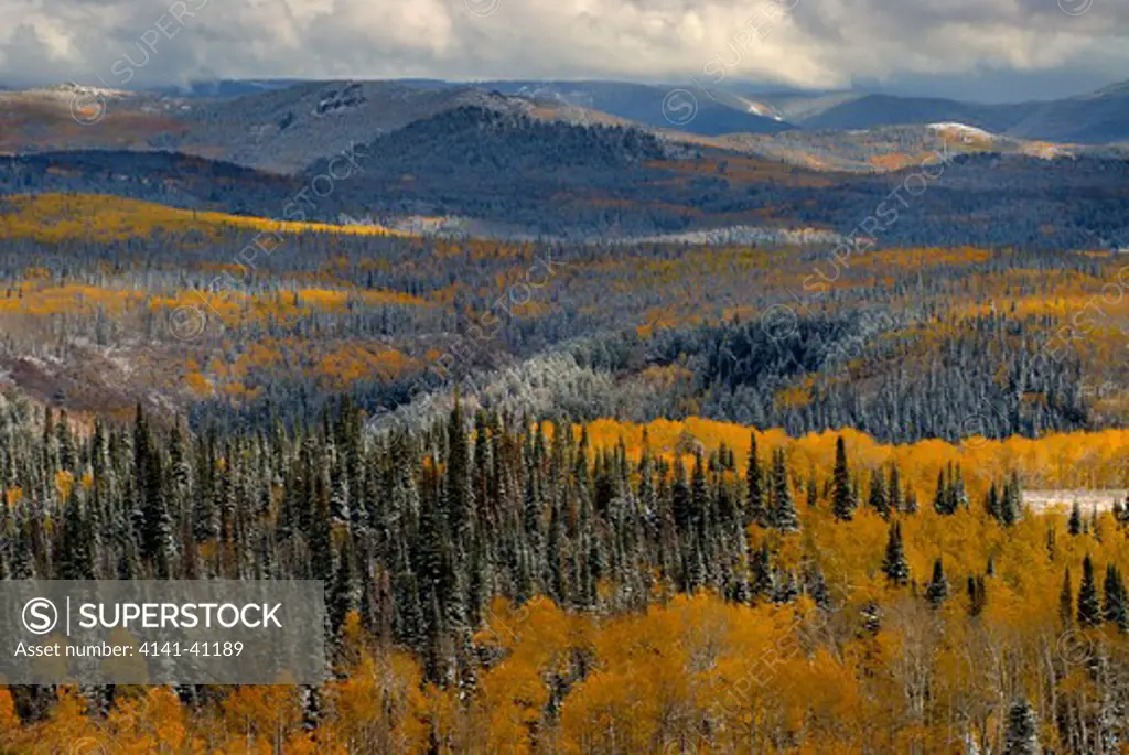 evergreens and aspens, fall snow storm near encampment wyoming, aspen alley, battle mountain pass, medicine bow mountains and national forest