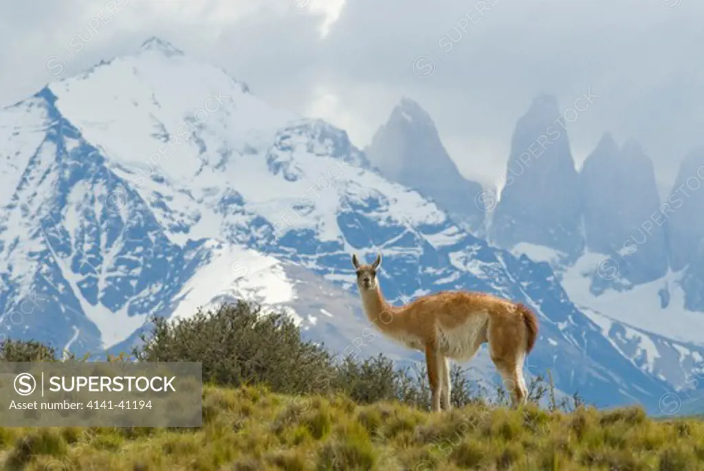 guanaco with cuernos in background, torres del paine national park, region 12, chile, patagonia
