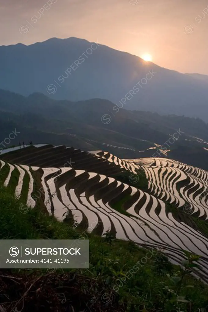 sunrise at dragon's backbone rice terraces near yao village of dazhai, guangxi province china, 
