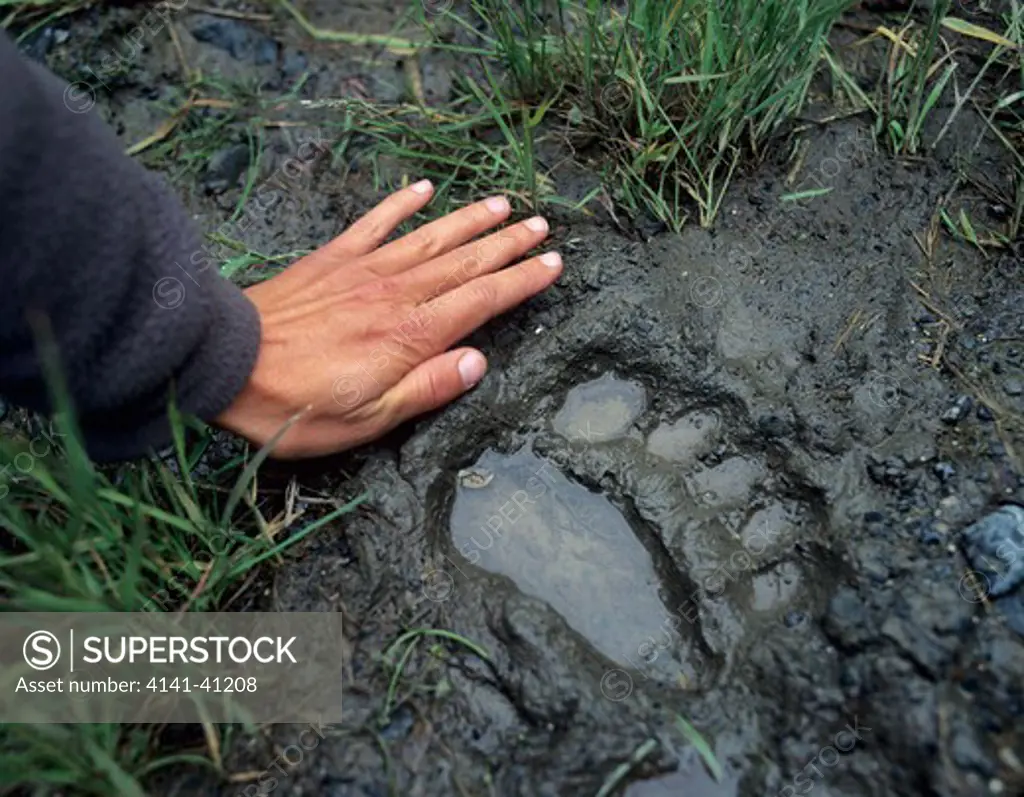 a human hand is compared to a brown bear (ursus arctos) print in the mud. kodiak national wildlife refuge, alaska.