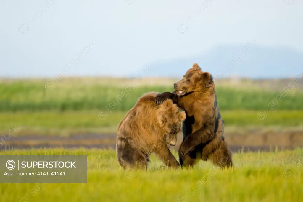 kodiak bear, ursus arctos middendorffi, play-fighting, katmai national park, alaska.