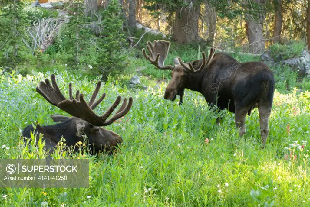 bull moose (alces alces) in wildflowers, little cottonwood canyon, wasatch-cache national forest, utah