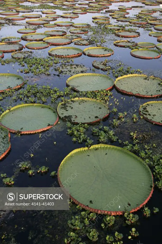 giant amazon water lily, victoria amazonica, brazil