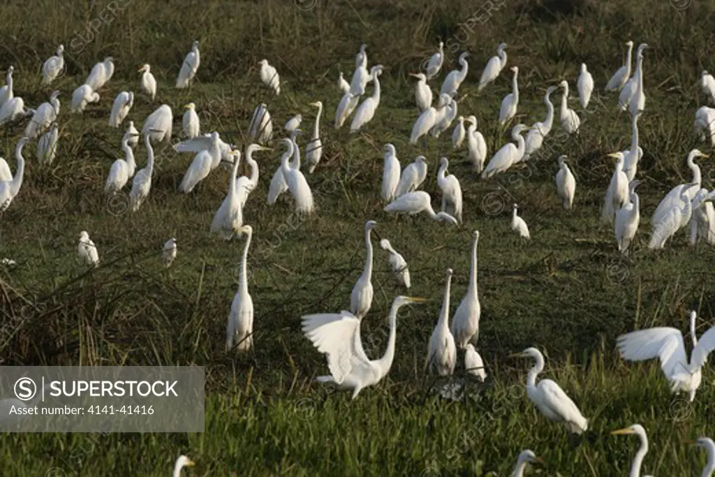 great egret, ardea alba, group, brazil
